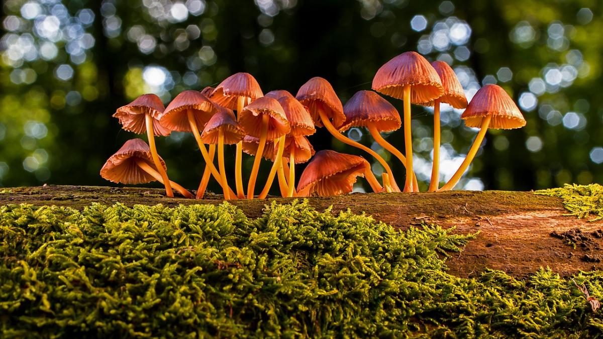 ciuperci-depresie_36893000