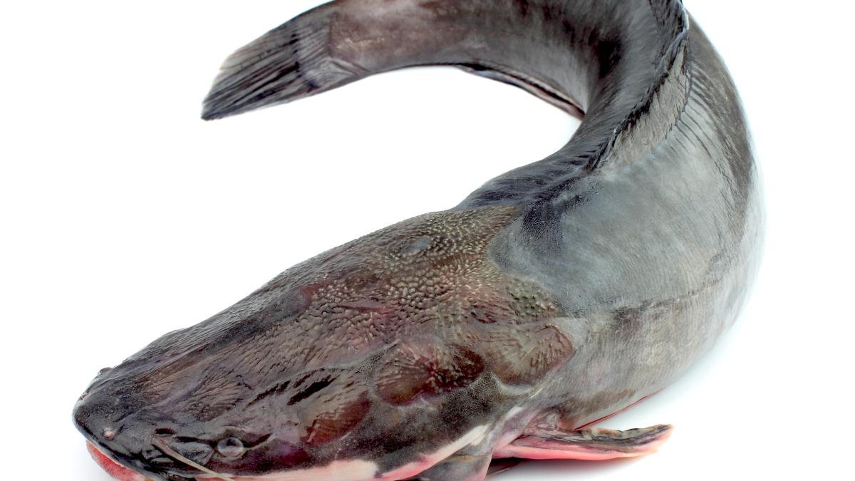 fish-catfish-close-up-white_20421700