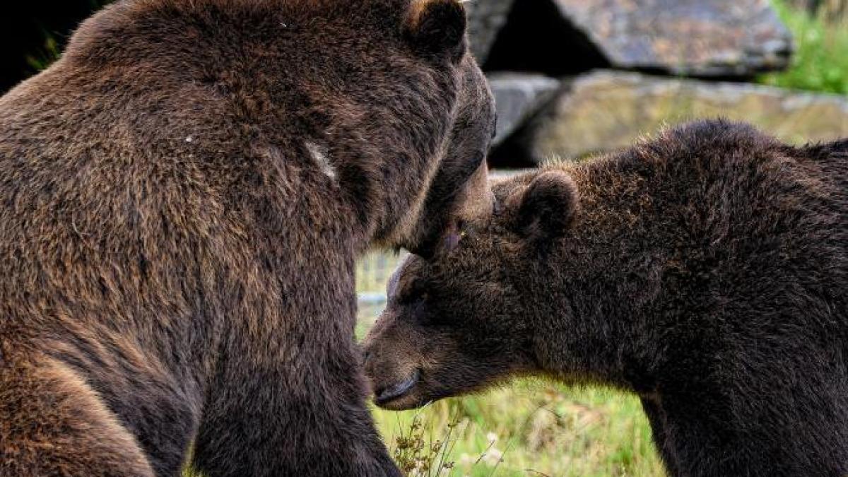 doi-ursi-evadati_23597000