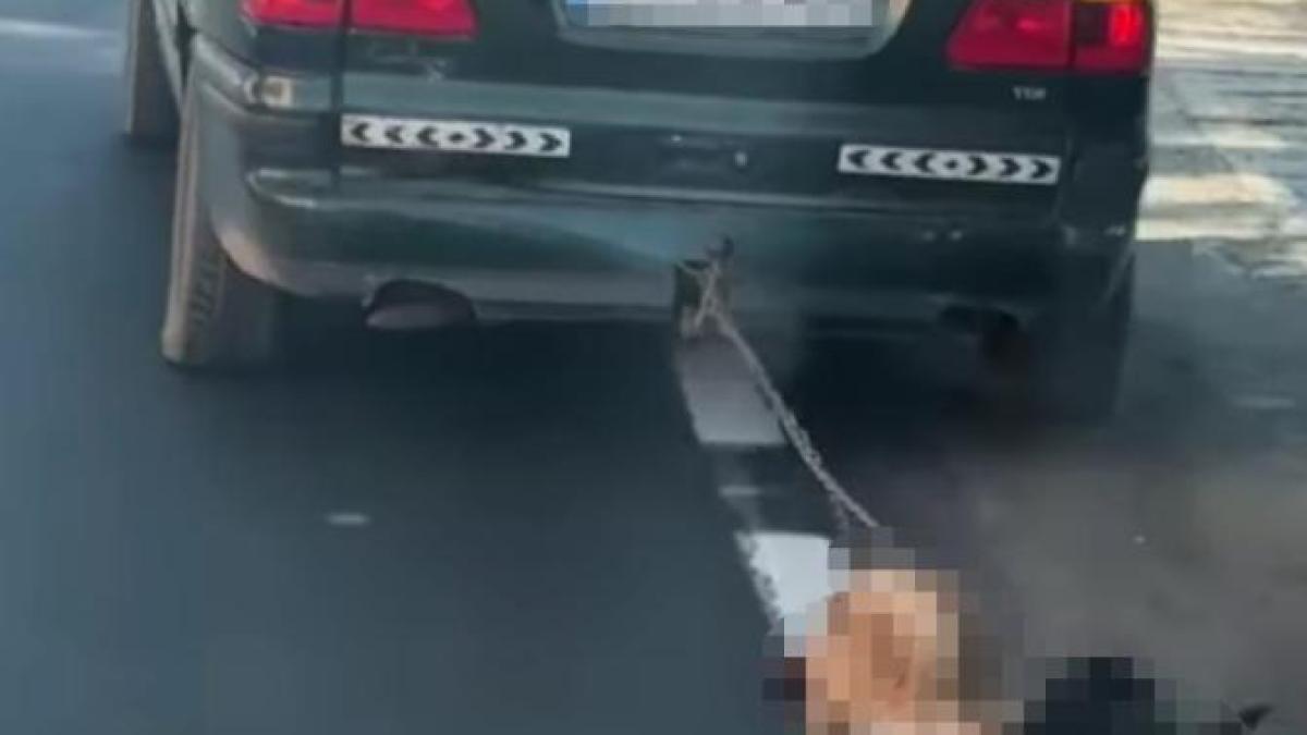 caini-tarati-masina_65590200