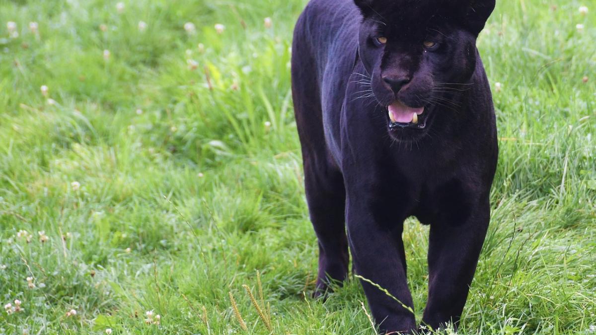 pantera-neagra_79774200