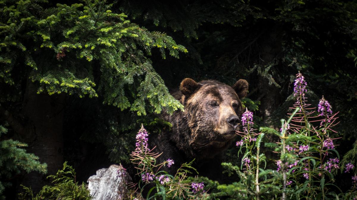 ursi-shot-grizzly-bear-standing-trees-grouse-mountain-vancouver-canada_51456600