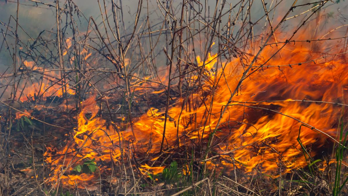 incendiu-vegetatie_63049500