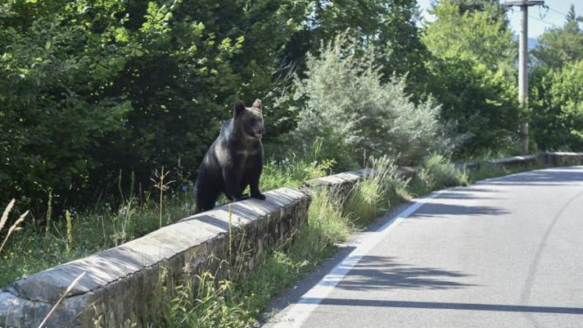 transfagarasan-ursi_58150700