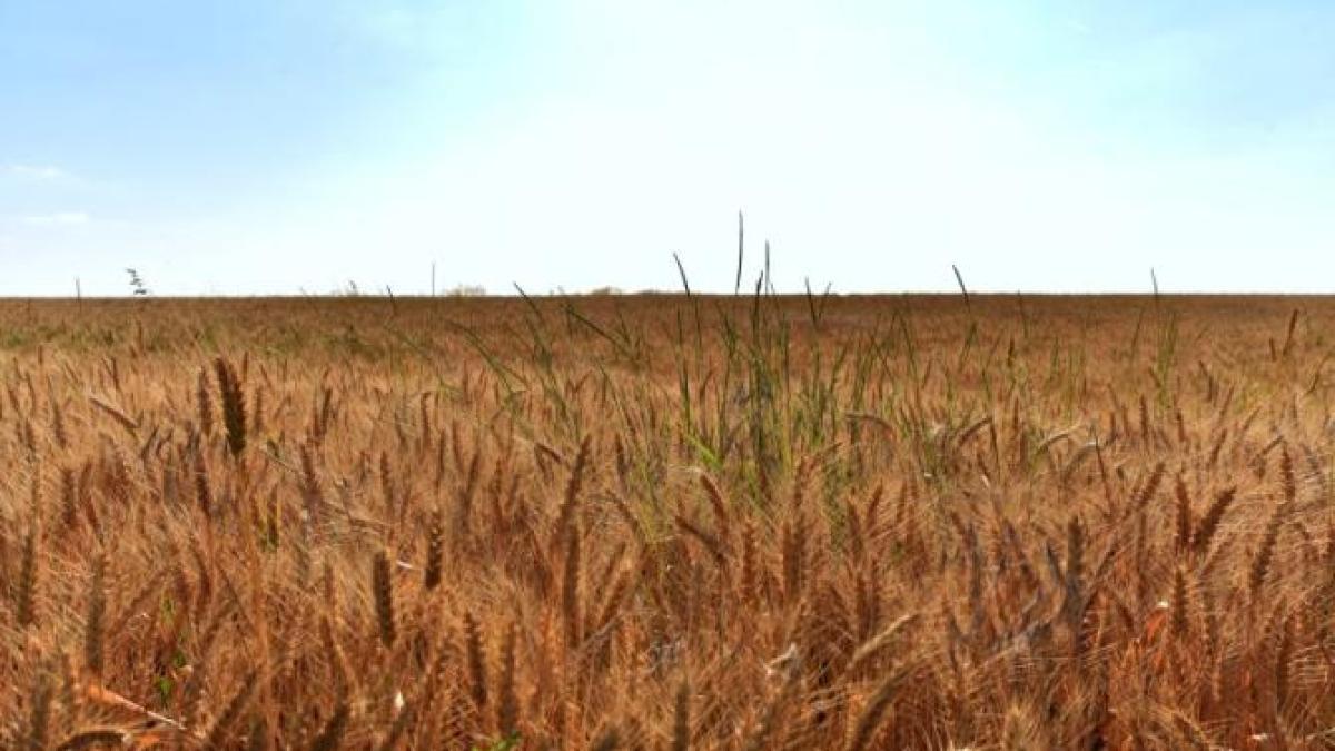 cereale-grau_93177200