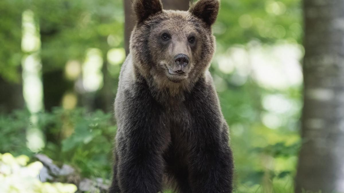 urs-pui-alerta_08459000