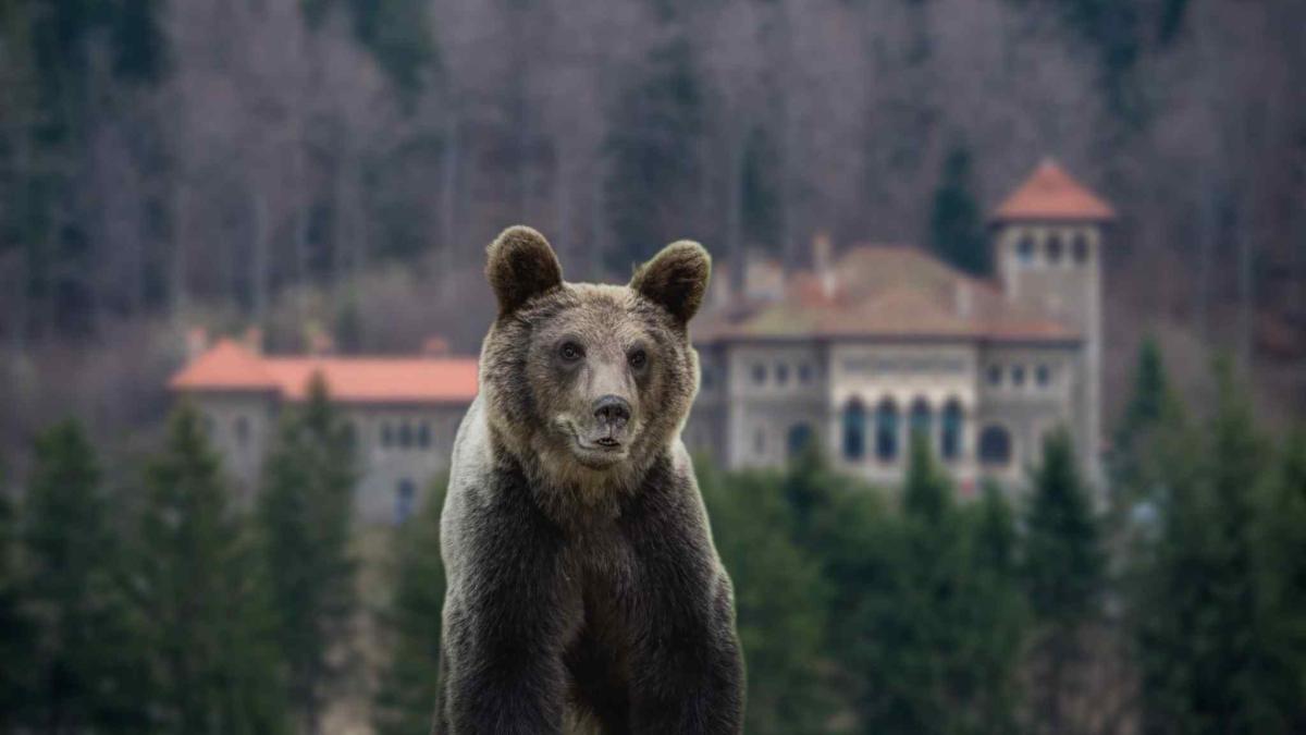 urs-busteni-cantacuzino_29820600