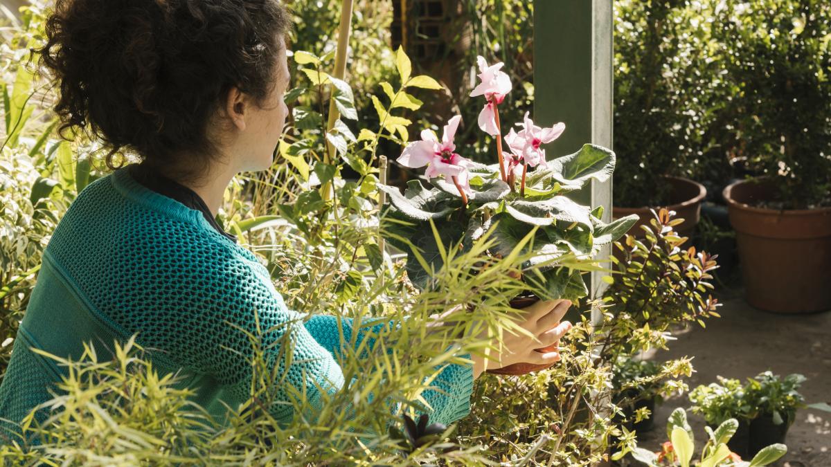 gradina-flori_11228500