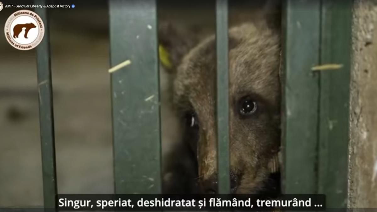 urs-captura-zarnesti-luci_00253800