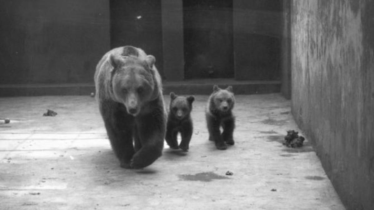 vanatoare-ursi_65058000