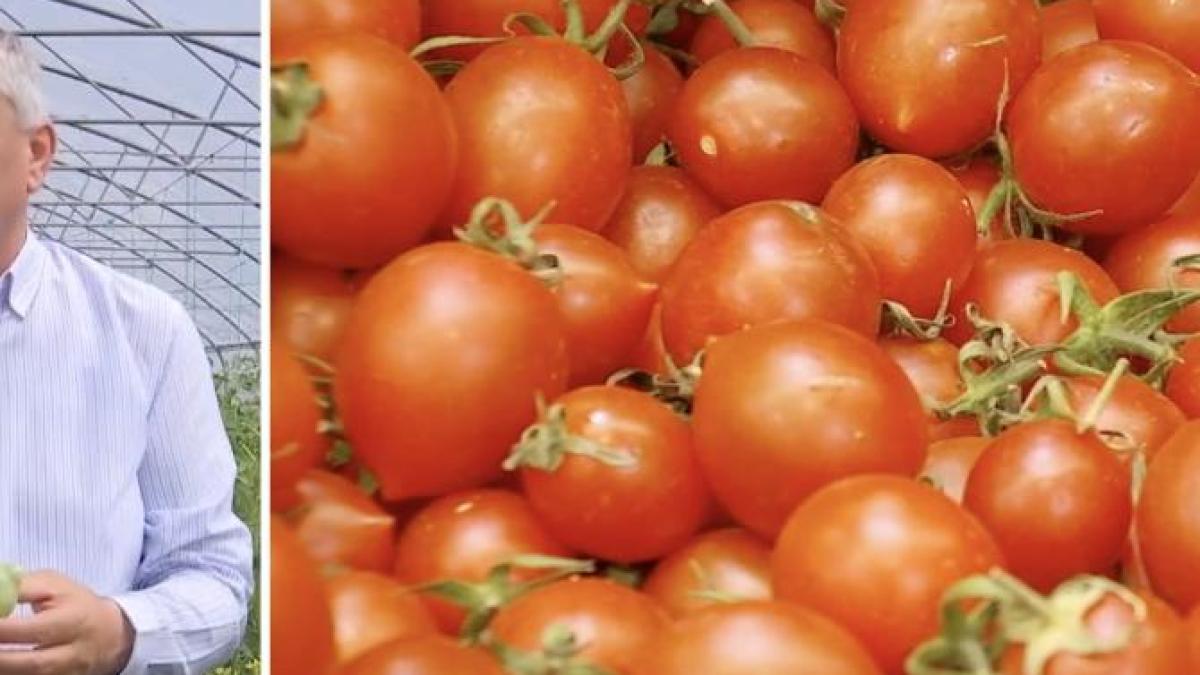 vinatoru-rosii_02456400