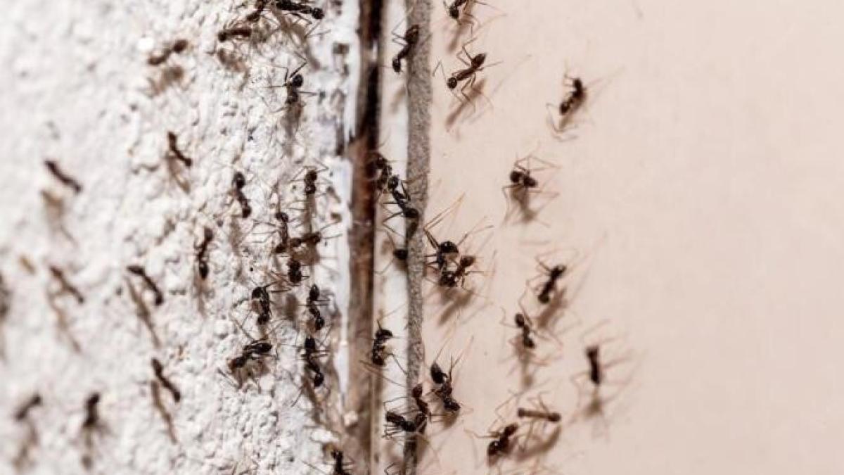 trucul-genial-care-te-scapa-de-furnici--insectele-nu-se-vor-mai-intoarce--niciodata--in-casa-ta_13390800