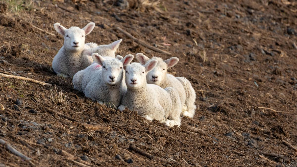 anaf numara oile dar in pierdere biris dl bolos a zis sa trimita ciobanii nostri e factura care e faza de noaptea mintii