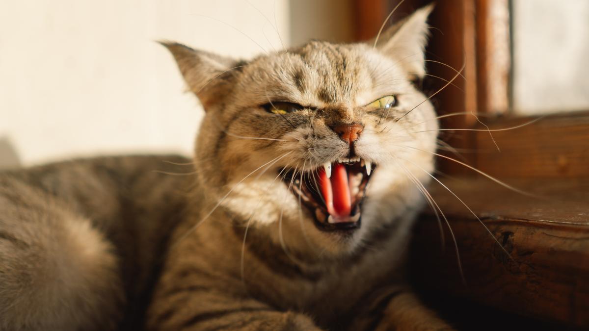 pisica-agresiva_69325100