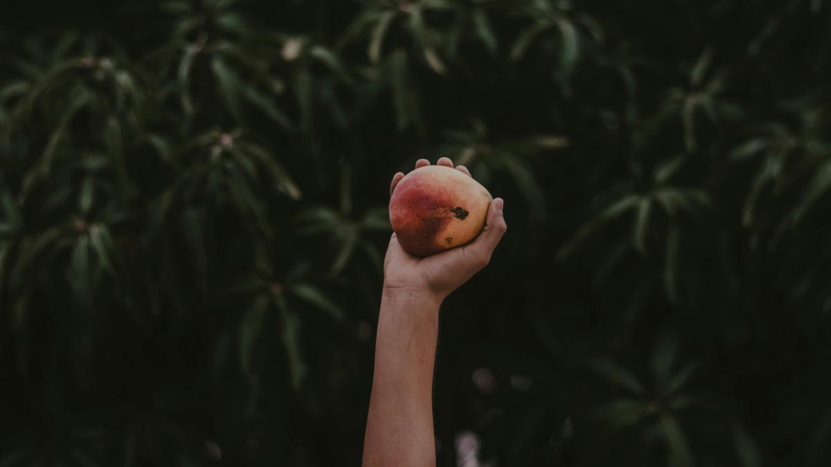 pom-arbore-piersica_72550200