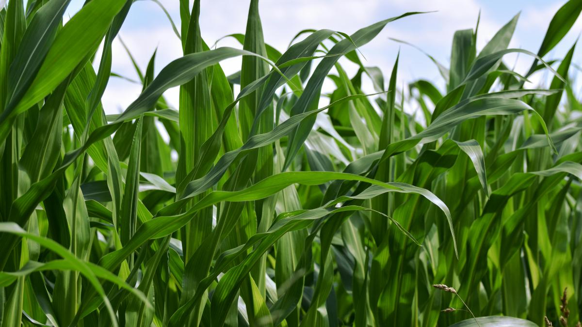 porumb-pexels-alexasfotos-31954309_11606700