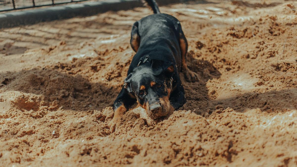 caine-gropi_83828700