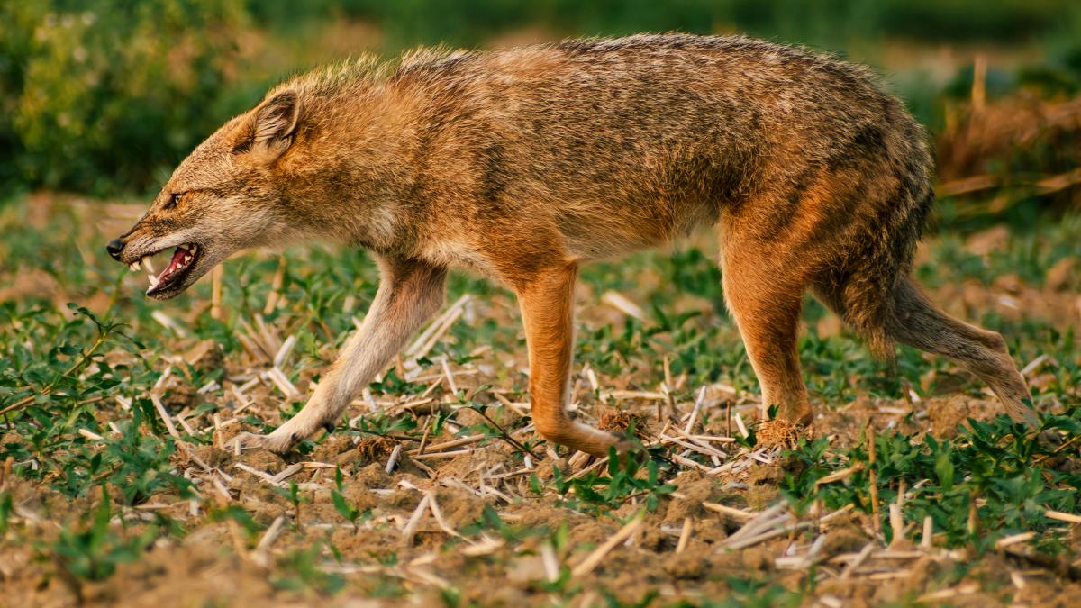 sacal-pexels_29862600