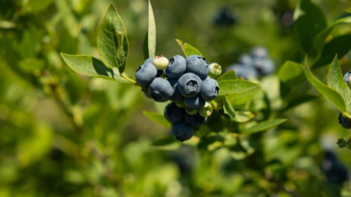 afine-filiera-calitatii-carrefour--de-la-merry-berry_01518200