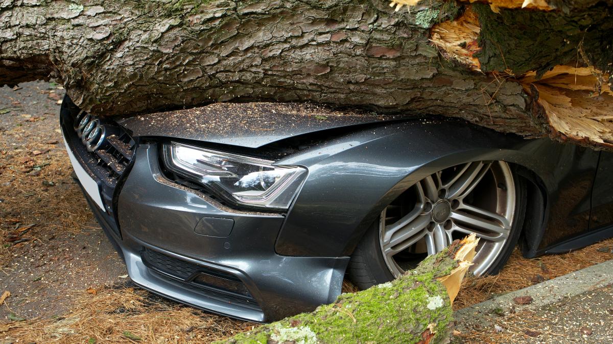 copac-cazut-pe-masina_04864400