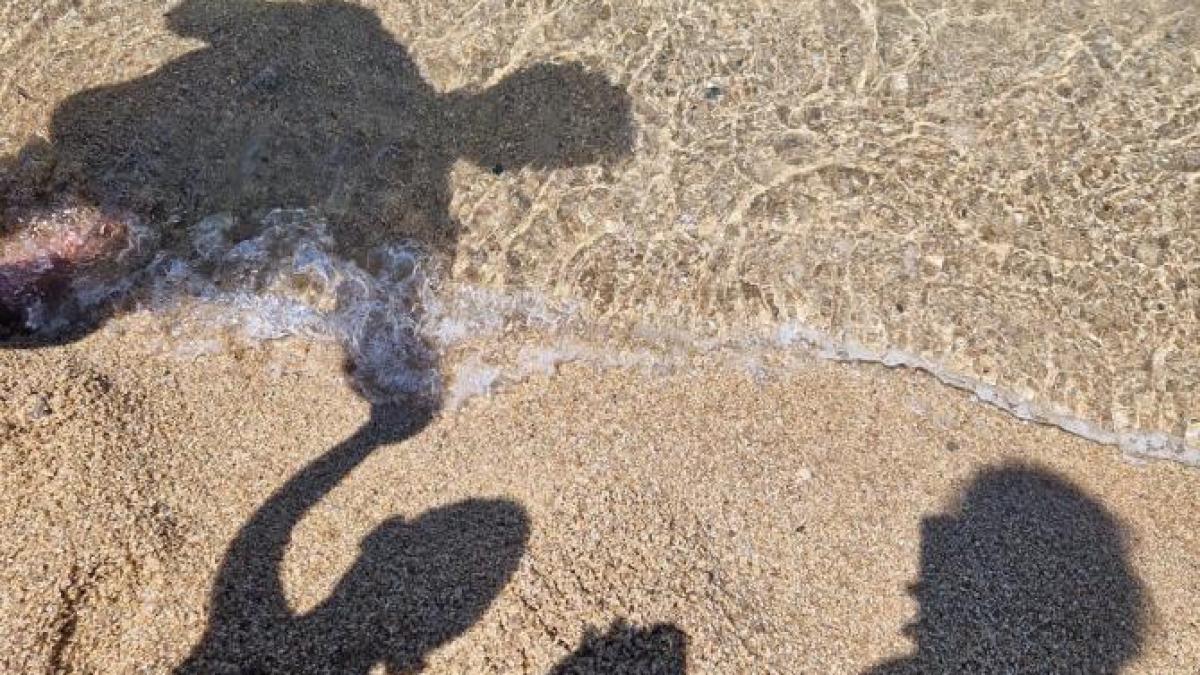 familie-vacanta_04434800