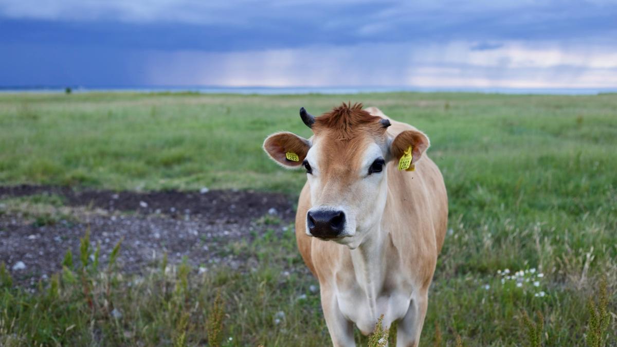 vaca-pexels-viktorlundberg-755025_38346300