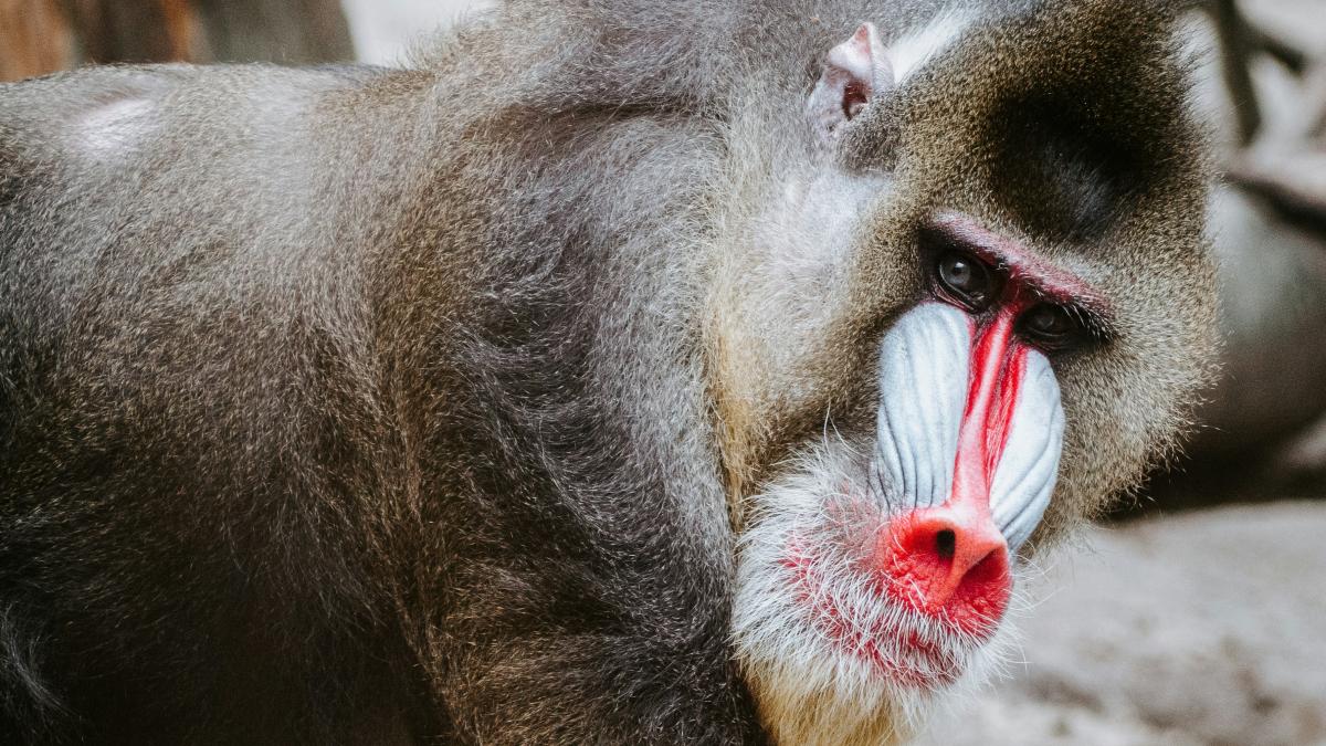 babuini-sanatosi-ucisi-la-zoo_55466800