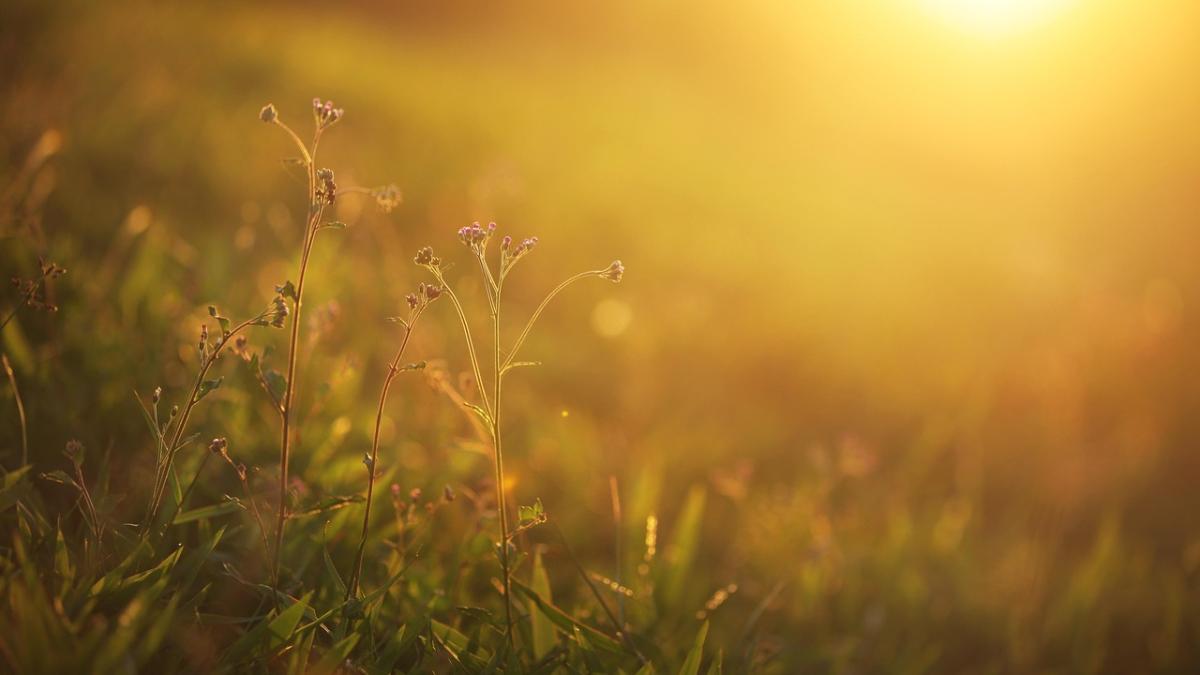 vremea-patru-saptamani_92666400