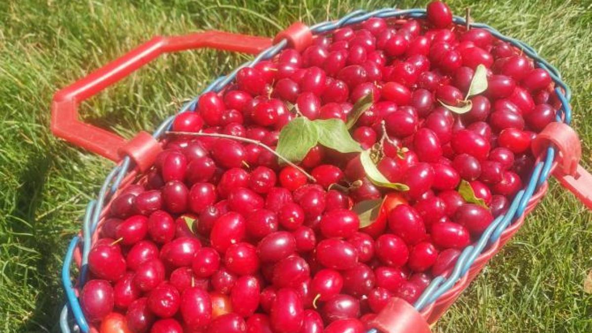 corne-de-padure_36795100