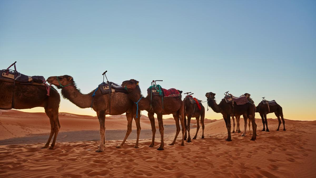 protest-cu-camile-si-costume-post-apocaliptice-la-budapesta--mesaj-dur-pentru-orban-ungaria-devine-desert_13787900