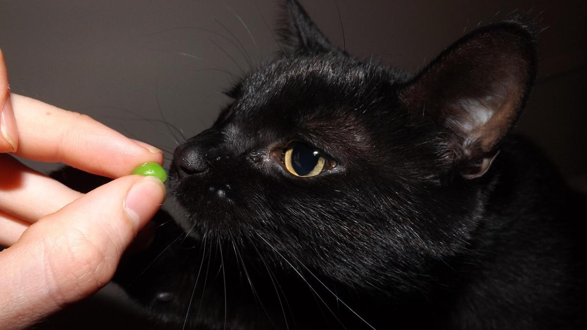 pisica-droguri_33864600