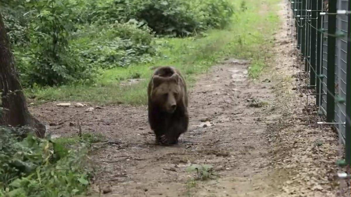 ursoaica-mogly-amp---sanctuar-libearty---adapost-victory_47236300