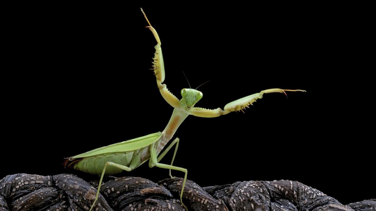 calugaritele--vedetele-neasteptate-ale-bucurestiului--specialistii-explica-ce-e-cu-ele_46082400