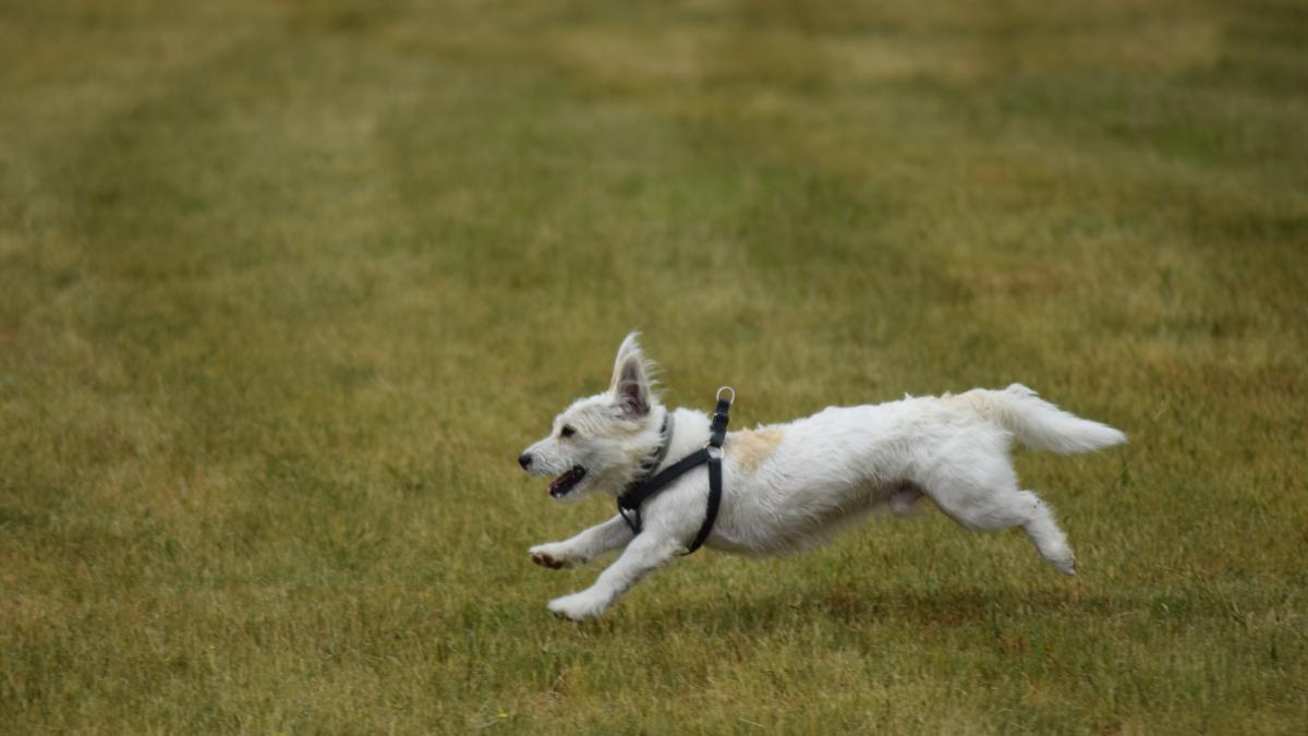 caine-alergand_96400700