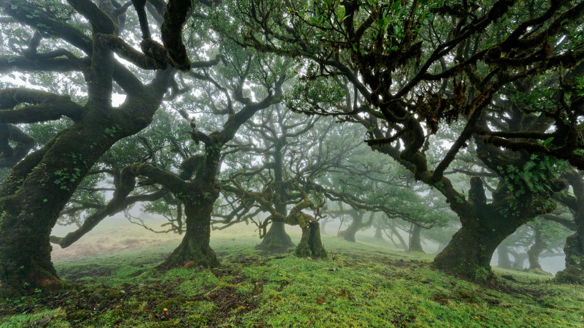 paduri-virgine-romania_40911800