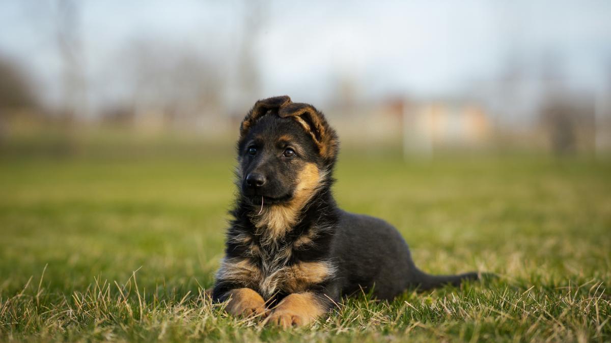 ciobanesc-german_25321100