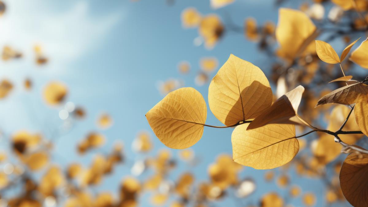 dry-autumn-leaves-floating-with-sky-background_89833600