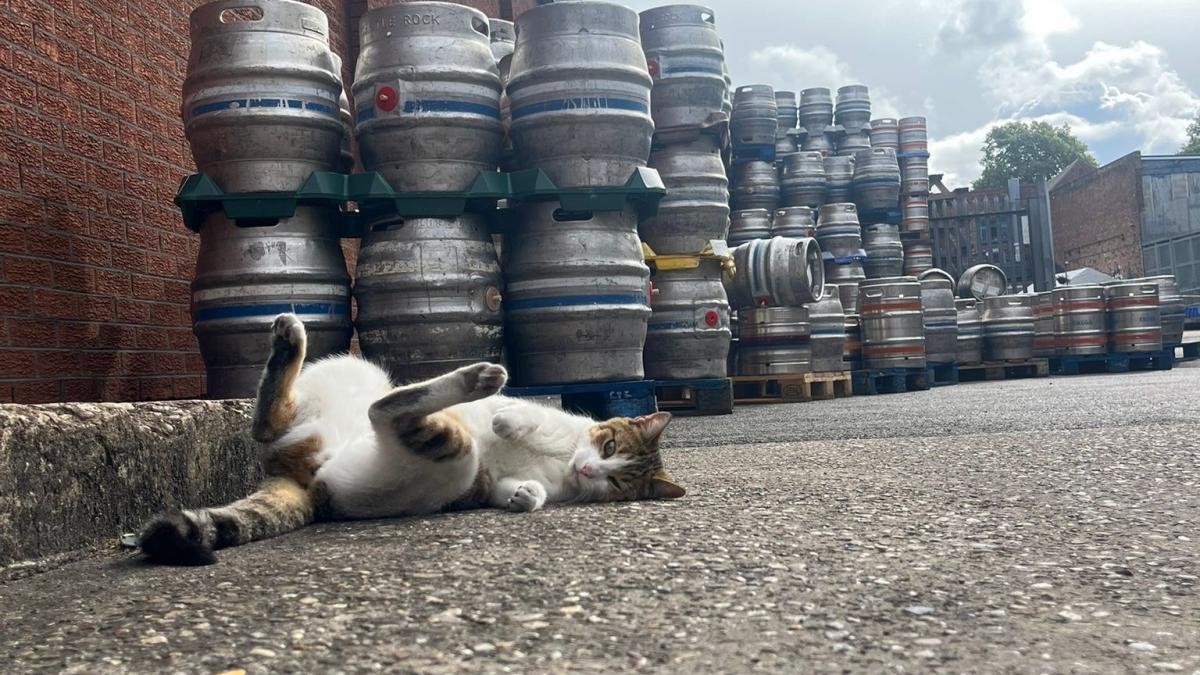 542095484_1389117509704410_247619651634406339_n_30210200