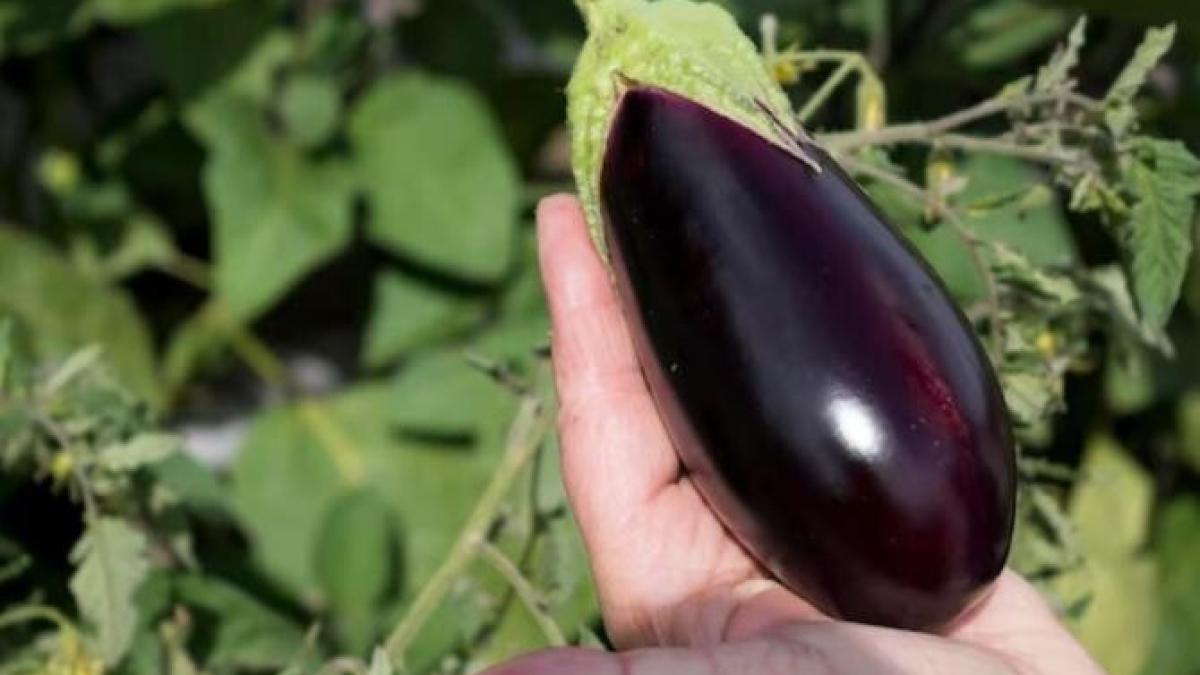 de-ce-se-usuca-frunzele-de-vinete--fa-un-singur-lucru-si-vei-avea-o-recolta-bogata_33255700