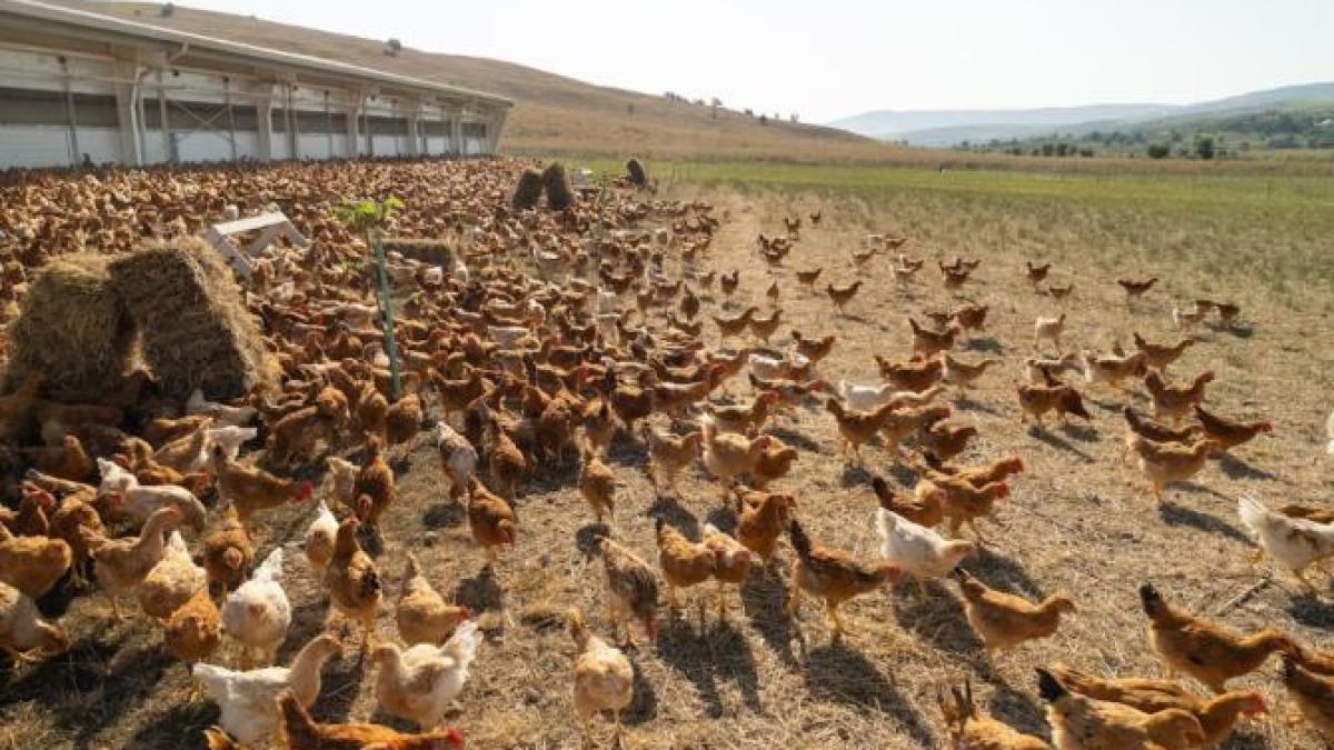 pui-filiera-calitatii-carrefour_37664900