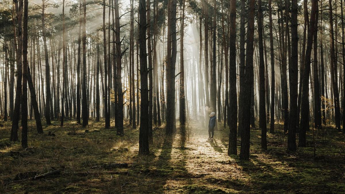 copii-salbaticie_63092900