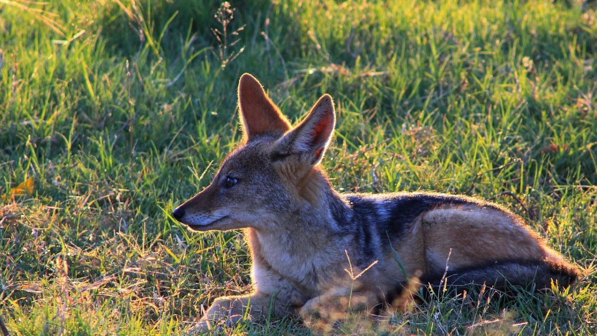 sacali-romania-dc-anima_05080200