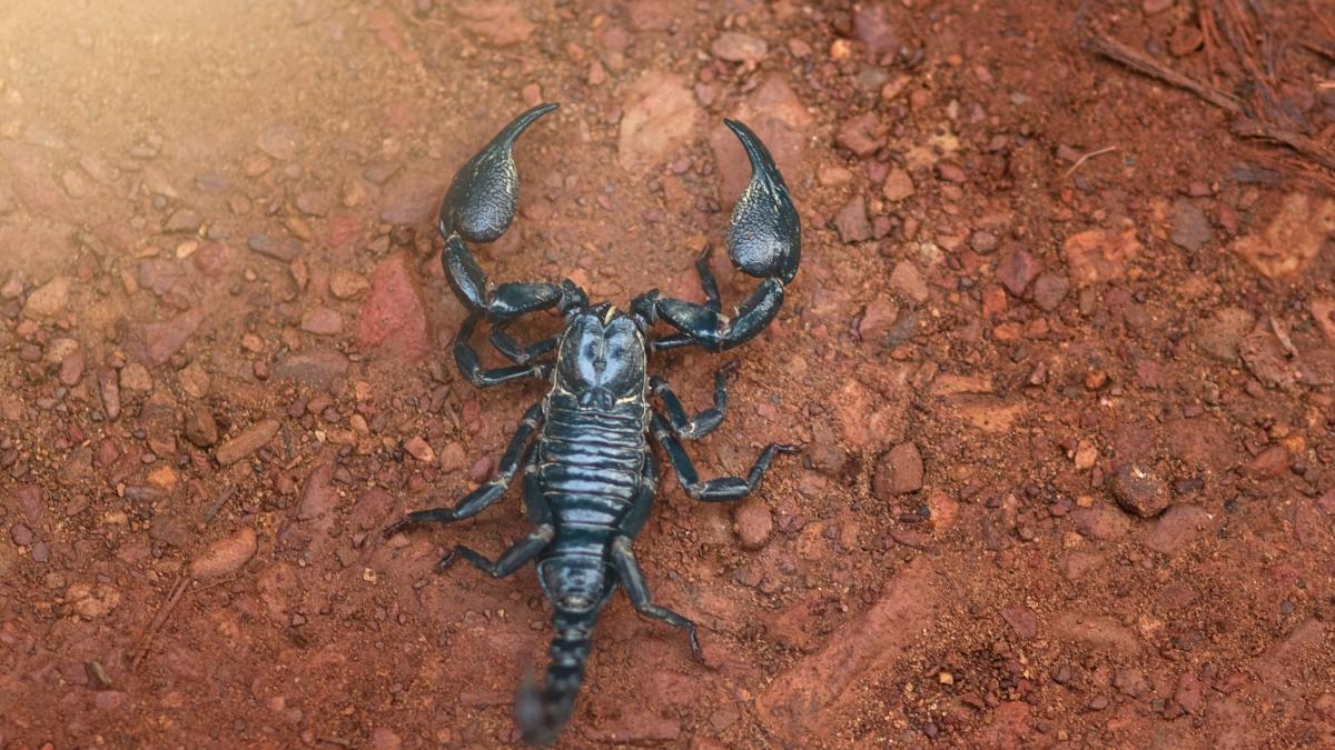 approach-with-caution-high-angle-shot-black-scorpion-sandy-terrain_73119200