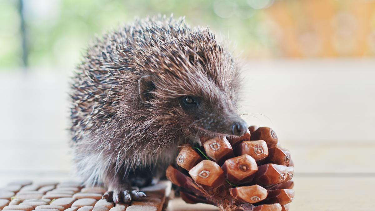 O femeie din Buzău a ajuns la Urgențe. A fost mușcată de un arici pe care l-a confundat cu o pisică