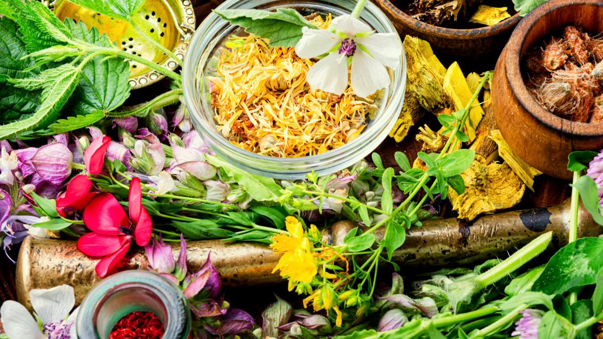 plante medicinale circulatie sange