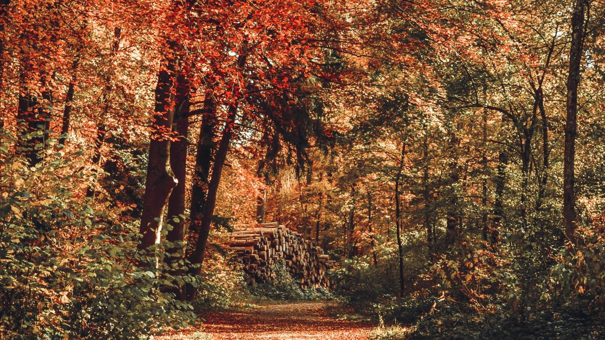 toamna imagine
pexels