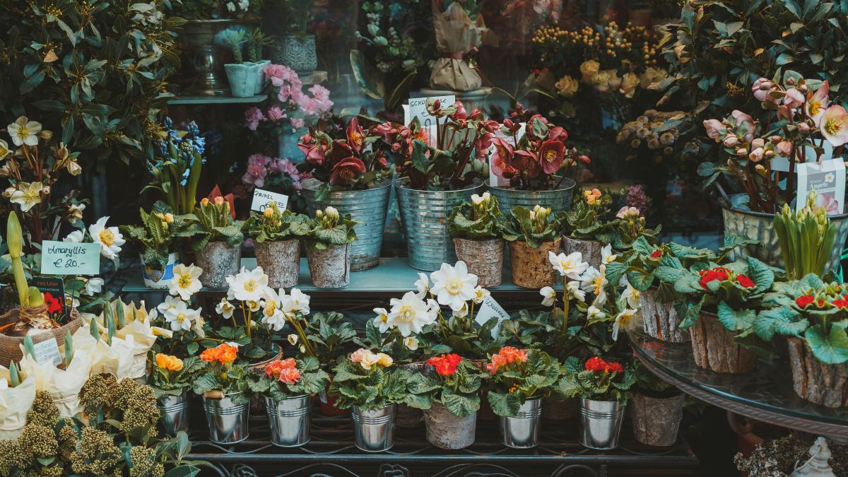 anthony-fomin-h7_SyoBhHF0-unsplash