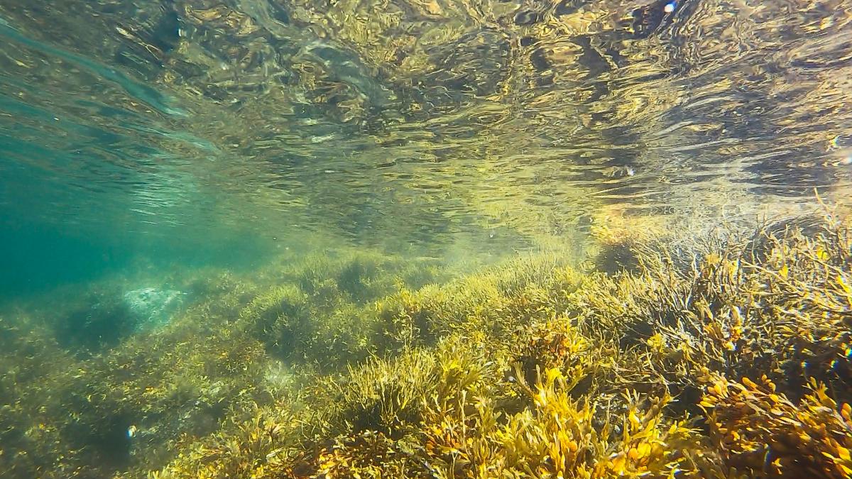 lacul ursu algele ulva