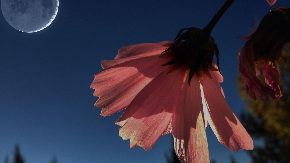 Lună Nouă în Balanță. Patru zodii o pot lua de la capăt