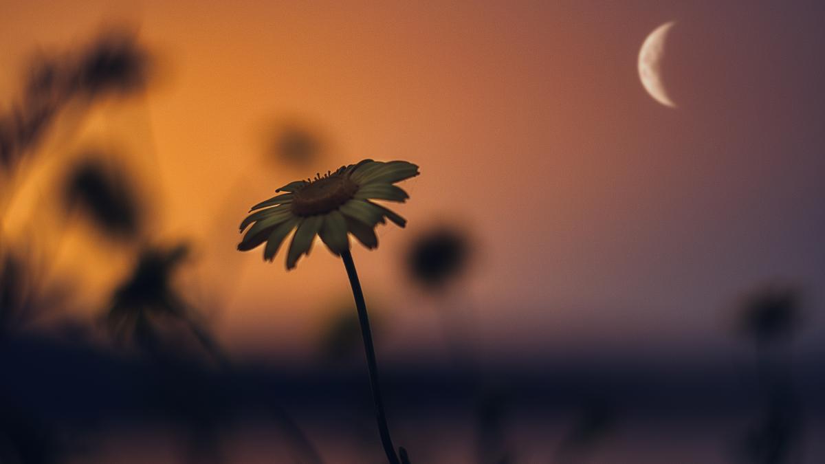 close-up-yellow-flower